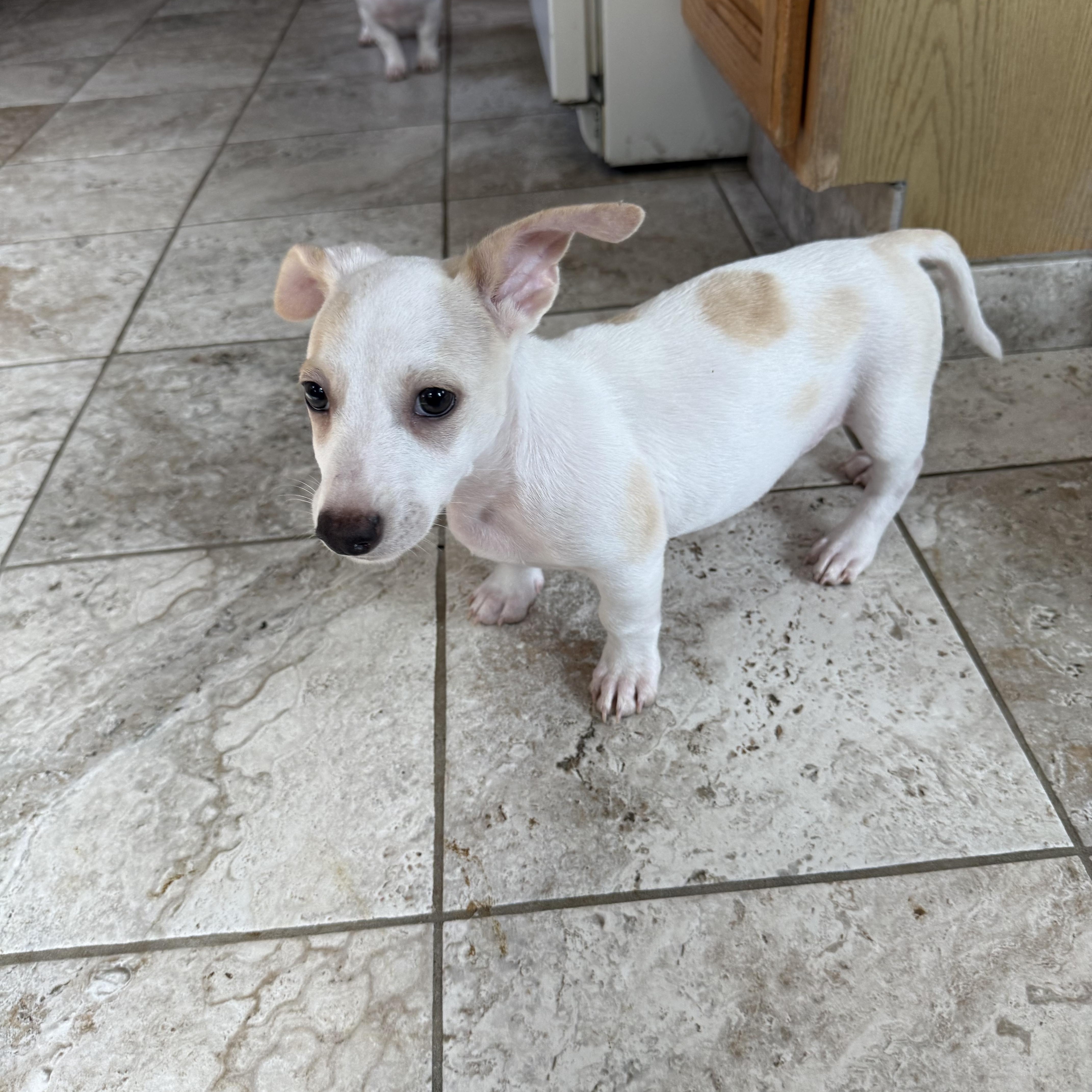 Raspberry, a Adoptable mixed breed in Kentwood, MI image 3/5