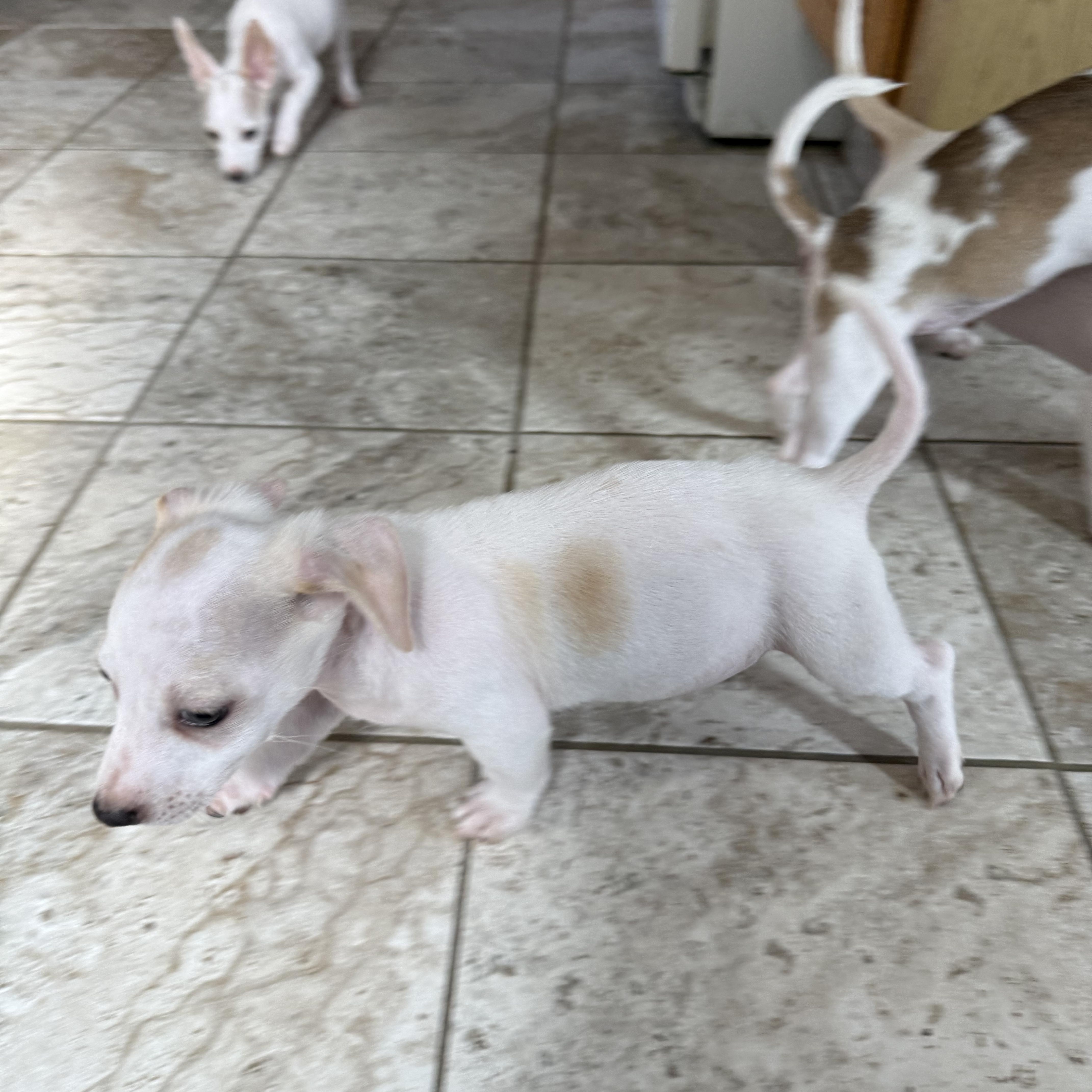 Raspberry, a Adoptable mixed breed in Kentwood, MI image 4/5