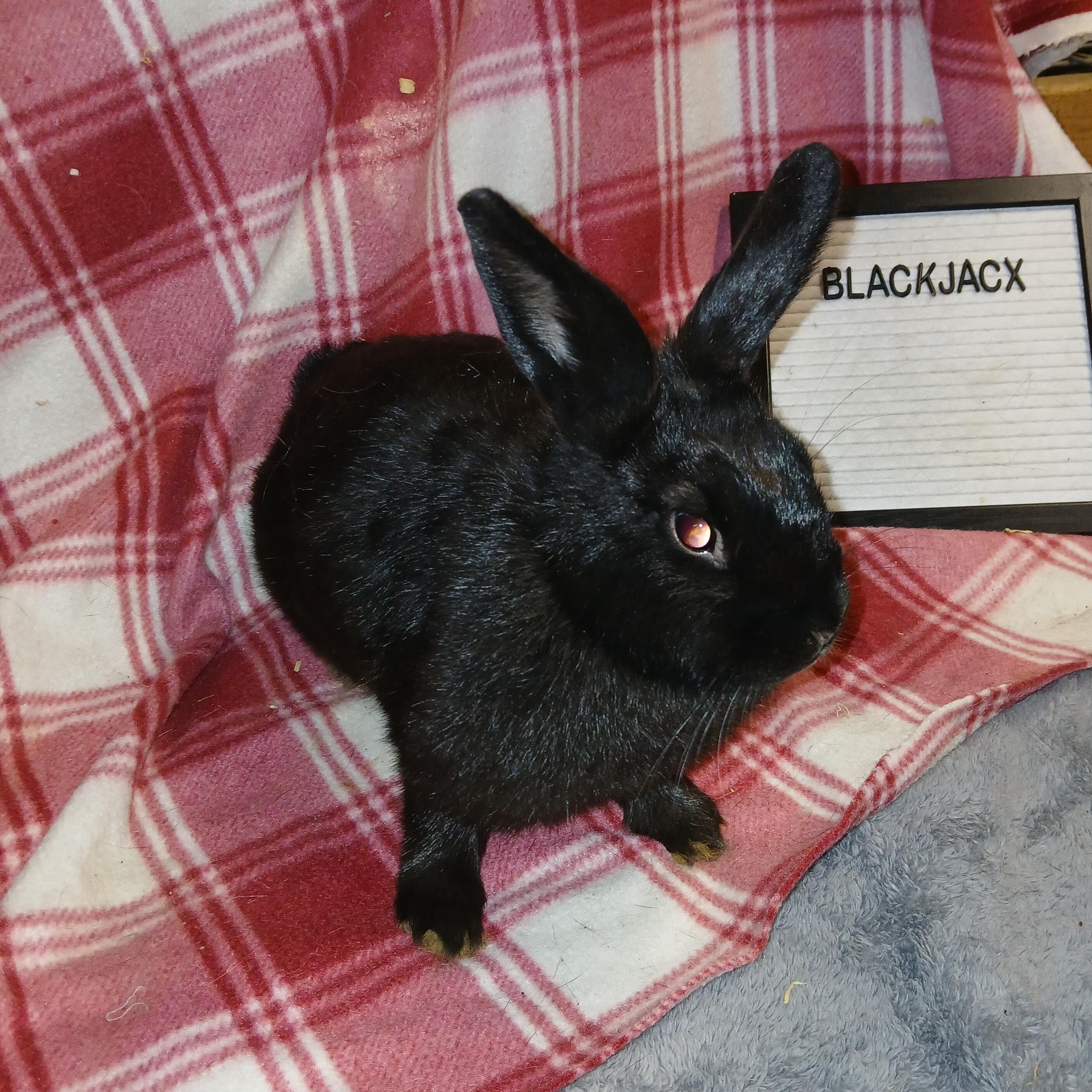 Enlarge Blackjack, a Adoptable mixed breed in Dearborn, MO image 3/4