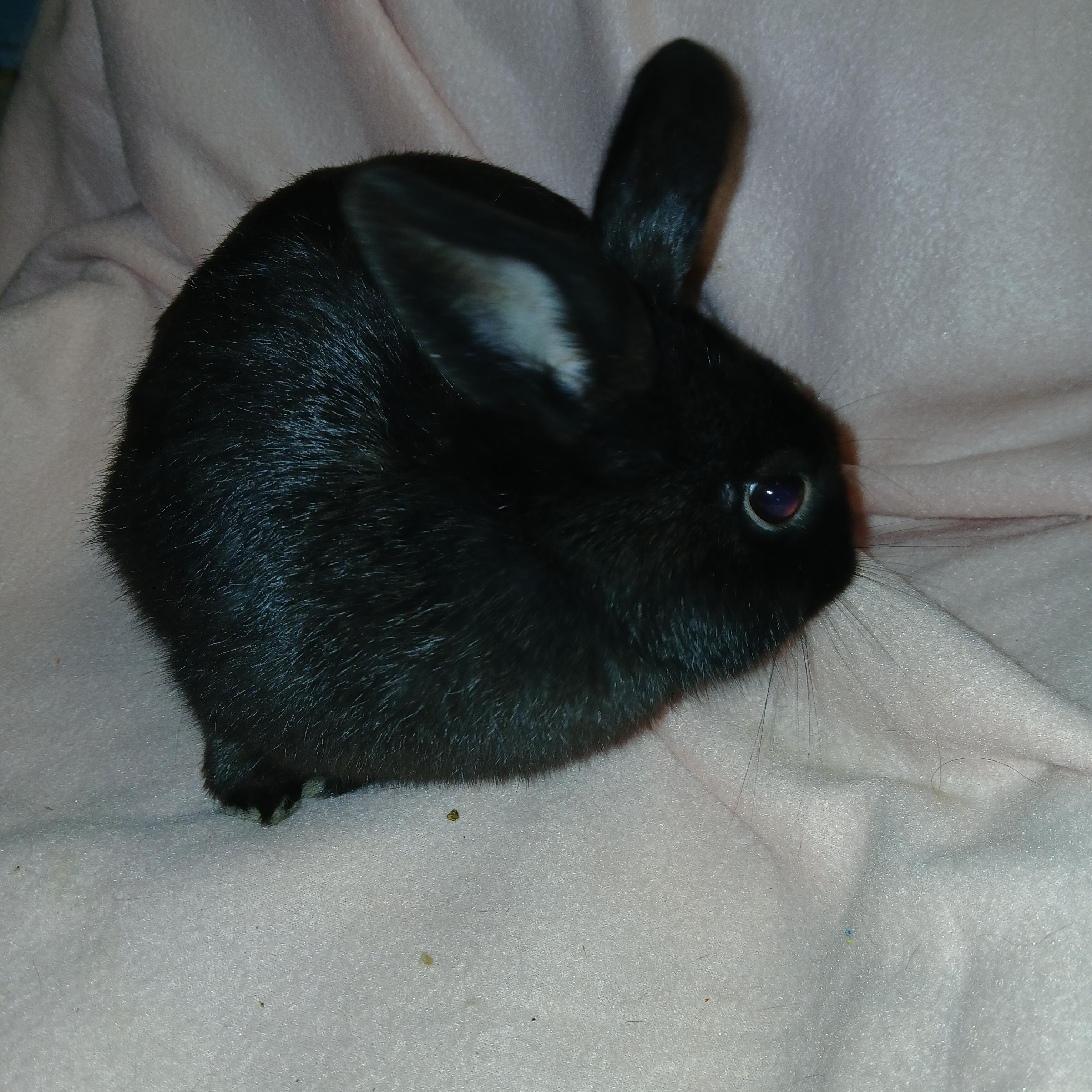 Enlarge Blackjack, a Adoptable mixed breed in Dearborn, MO image 2/4