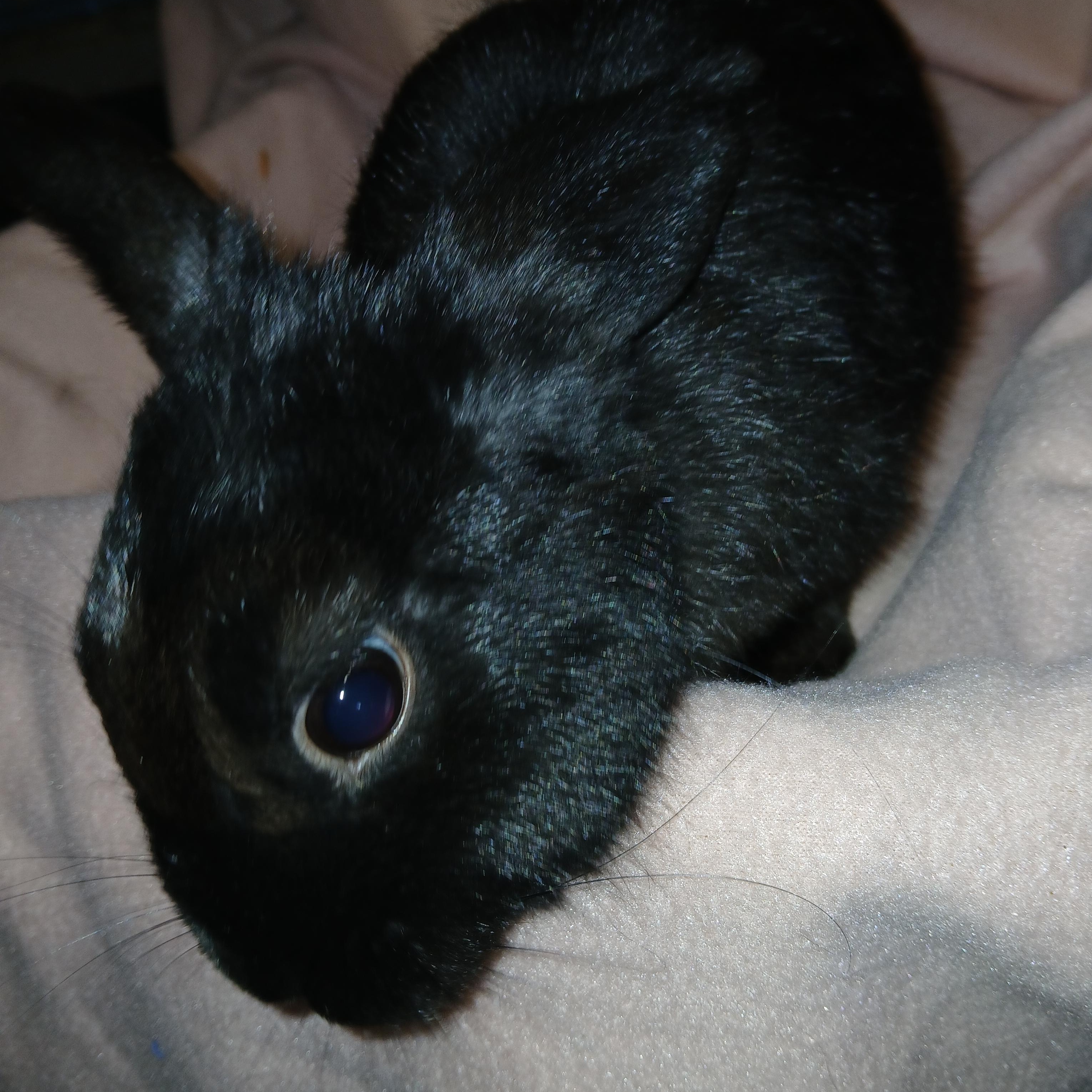 Blackjack, Adoptable, Young Female Satin & Polish.