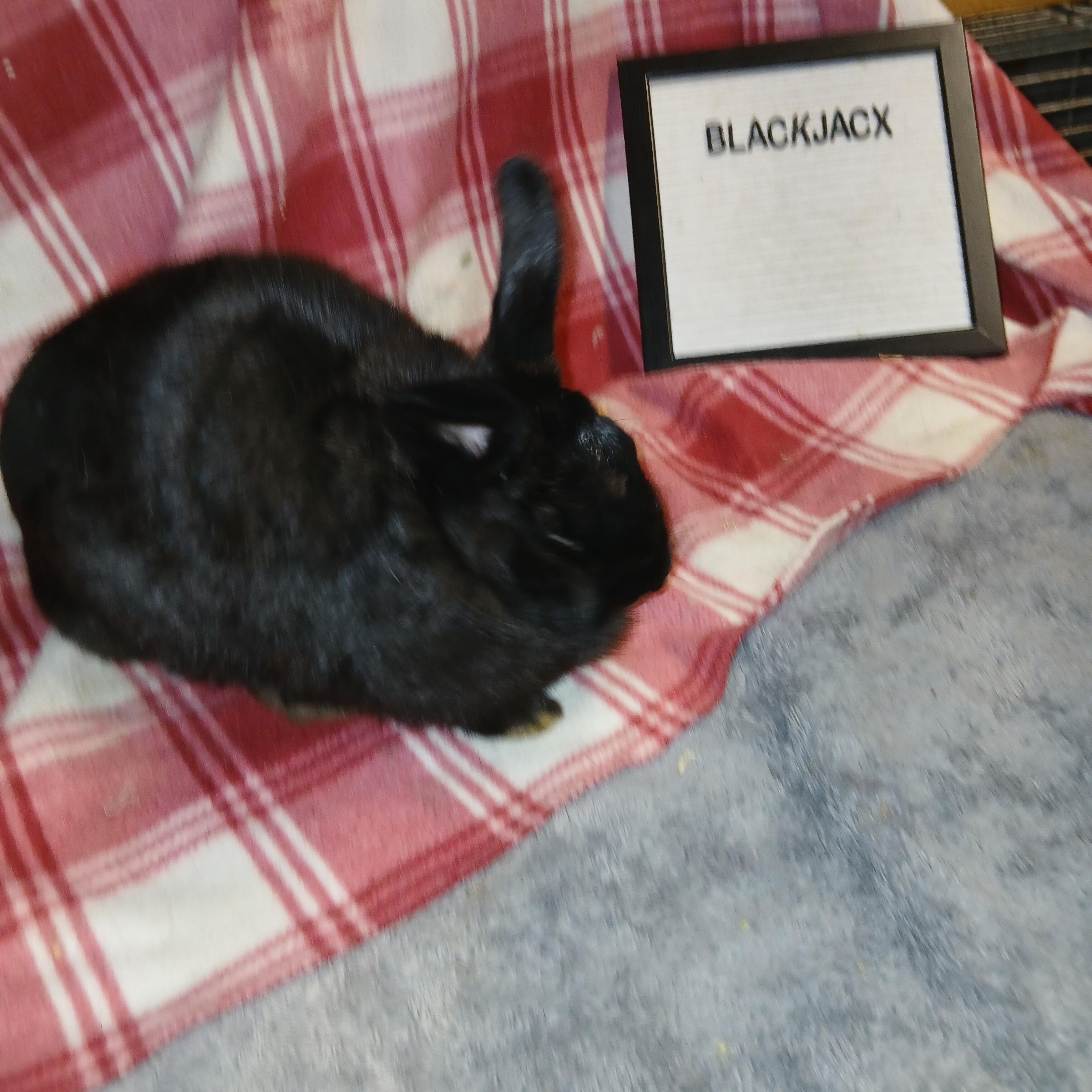 Enlarge Blackjack, a Adoptable mixed breed in Dearborn, MO image 4/4