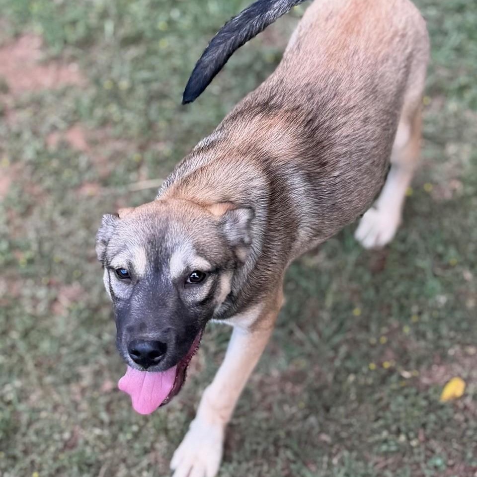 Enlarge Peach, an adopted mixed breed in Summerdale, AL image 1/1