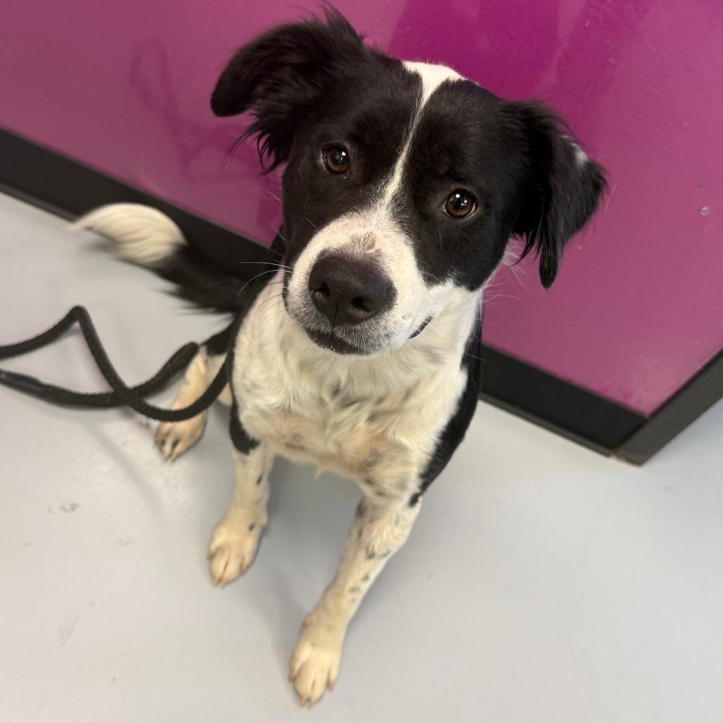 Enlarge Joey, a Adoptable Mixed Breed in Ponca City, OK image 1/1