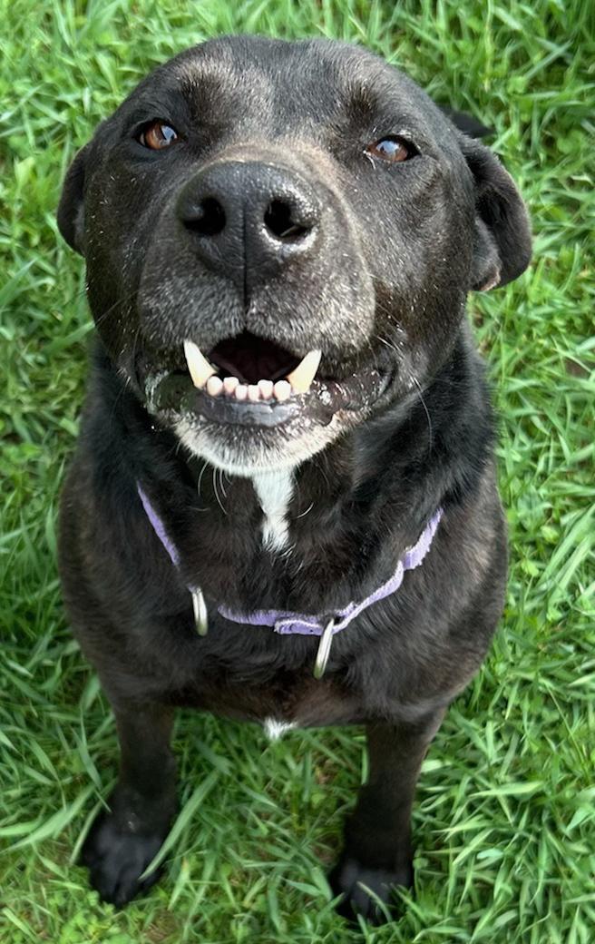 Enlarge Ella, a Adoptable Mixed Breed in Neillsville, WI image 2/5