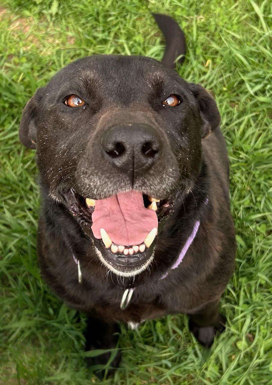 Enlarge Ella, a Adoptable Mixed Breed in Neillsville, WI image 1/5