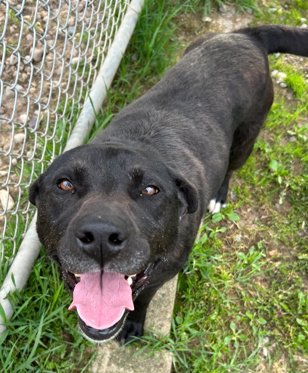 Enlarge Ella, a Adoptable Mixed Breed in Neillsville, WI image 5/5