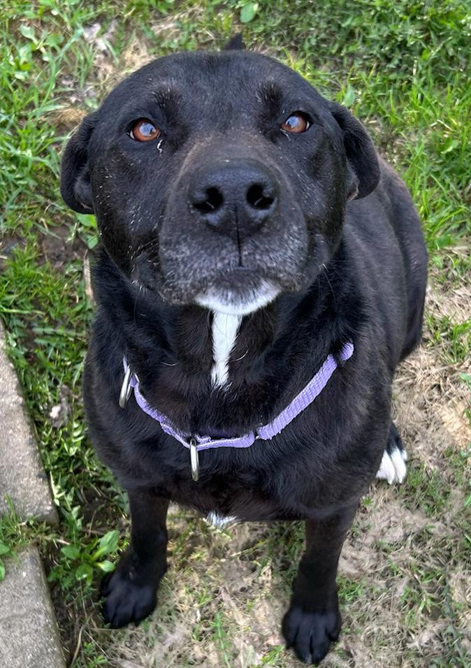 Enlarge Ella, a Adoptable Mixed Breed in Neillsville, WI image 4/5