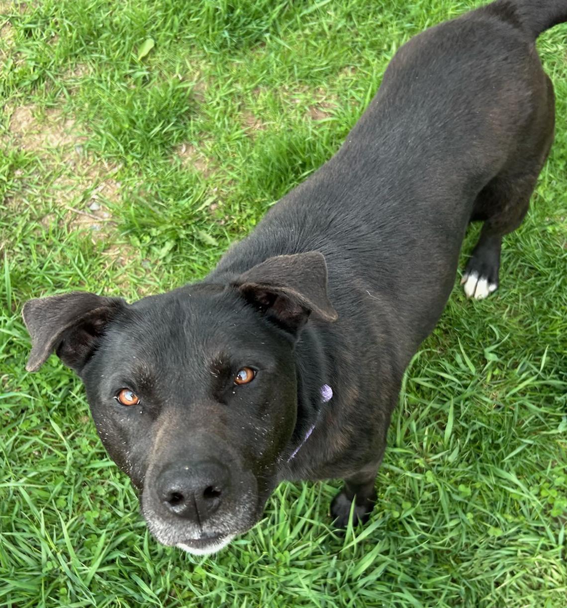 Enlarge Ella, a Adoptable Mixed Breed in Neillsville, WI image 3/5