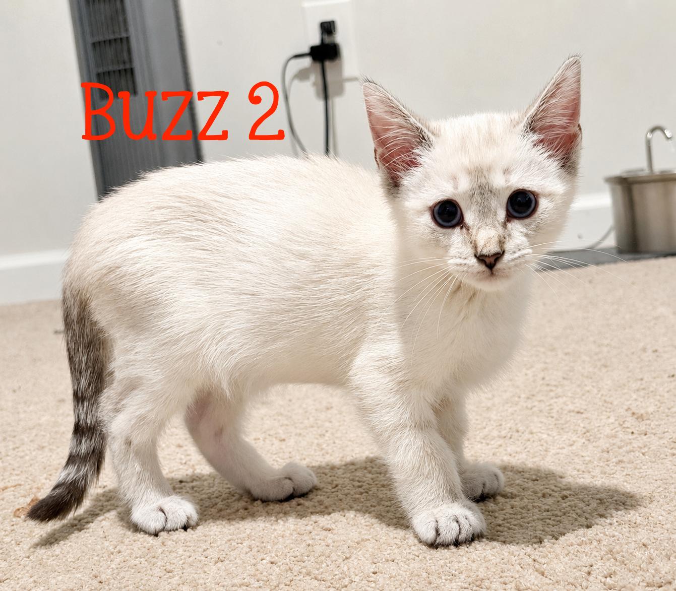 Buzz 2...your new favorite adventure buddy has landed, adopted, Kitten Male Domestic Short Hair & Siamese.