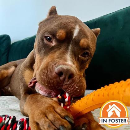 Enlarge Marty Mcfly, a Adoptable mixed breed in Merriam, KS image 1/3