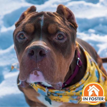 Marty Mcfly, Adoptable, Adult Male Mixed Breed & Mixed Breed.