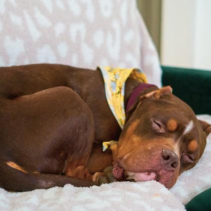 Enlarge Marty Mcfly, a Adoptable mixed breed in Merriam, KS image 2/3