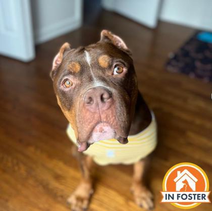 Enlarge Marty Mcfly, a Adoptable mixed breed in Merriam, KS image 2/3