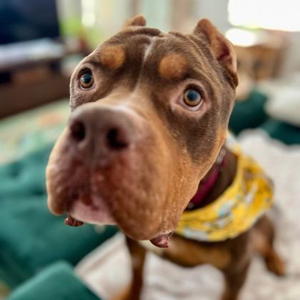 Enlarge Marty Mcfly, a Adoptable mixed breed in Merriam, KS image 3/3