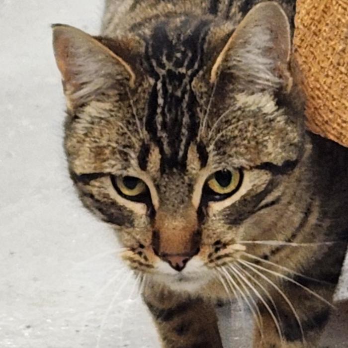 Rick, Adoptable, Adult Male Domestic Short Hair & Maine Coon.