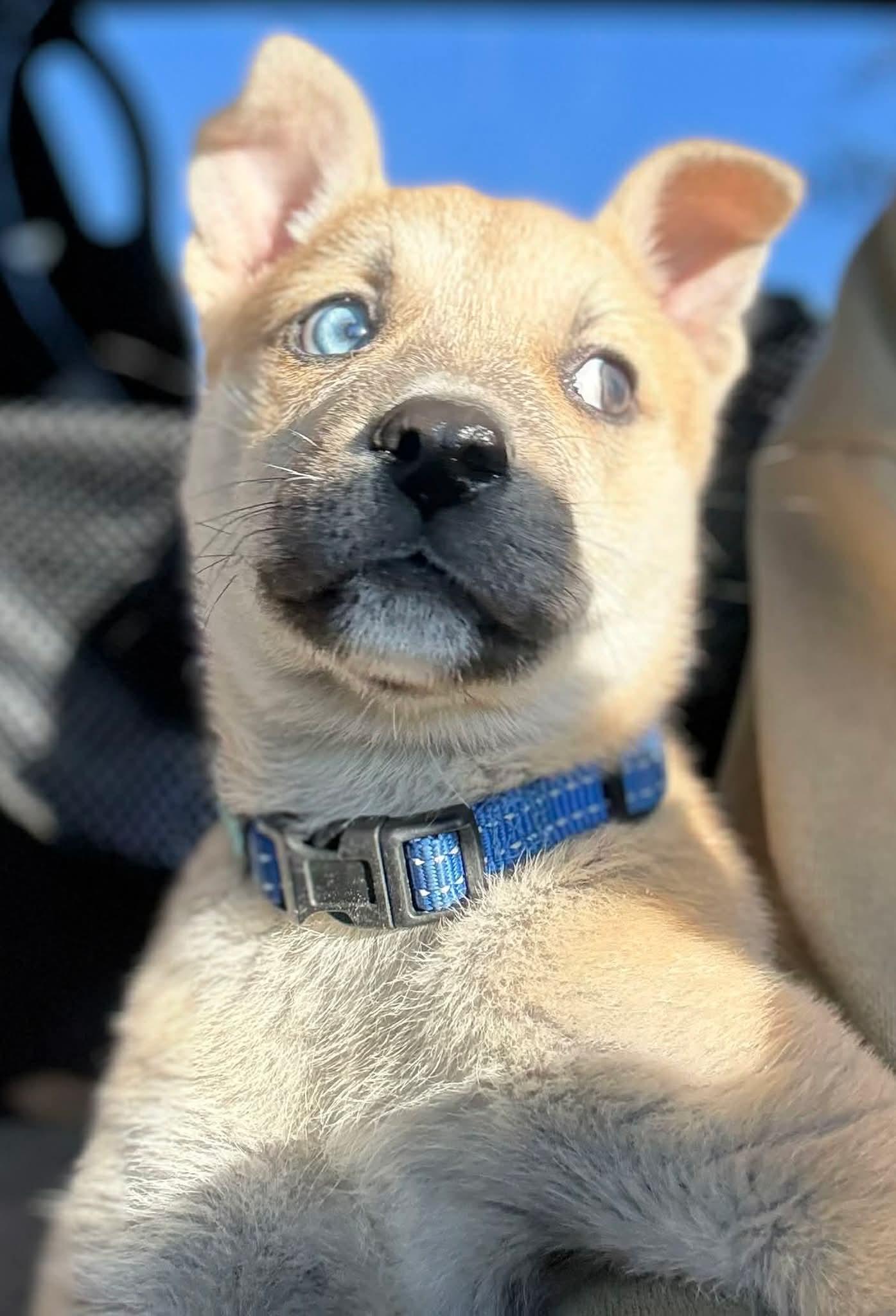 Golly, a ADOPTABLE mixed breed in Southington, CT image 5/6