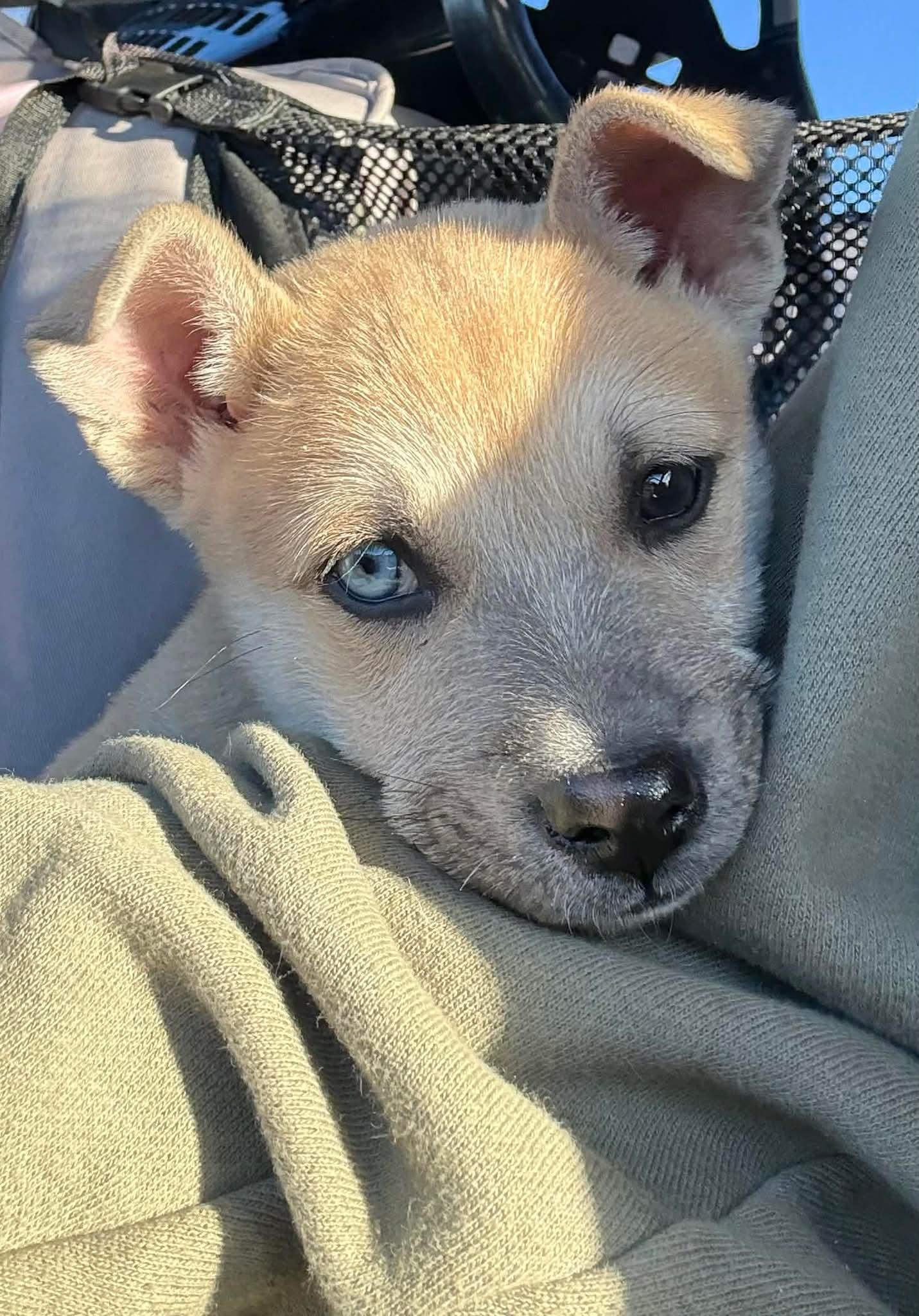 Golly, ADOPTABLE, Puppy Male German Shepherd Dog.