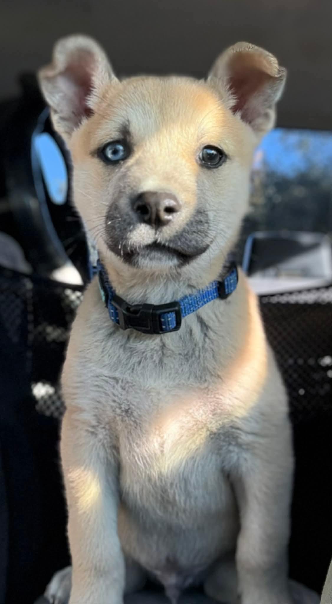 Golly, a ADOPTABLE mixed breed in Southington, CT image 6/6