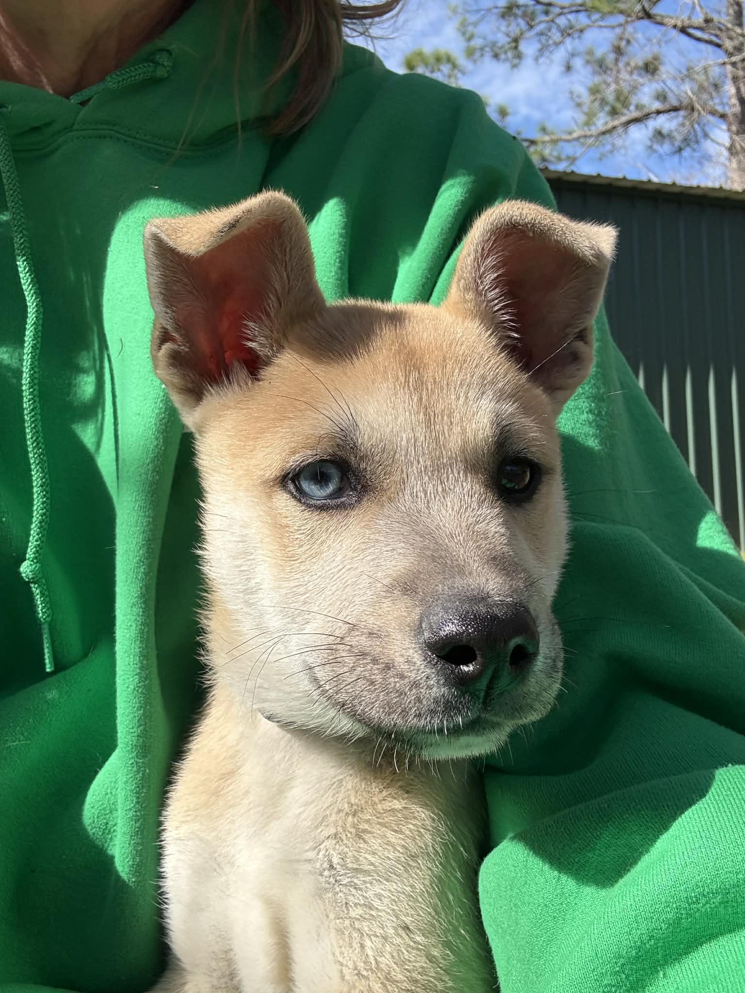 Golly, a ADOPTABLE mixed breed in Southington, CT image 2/6