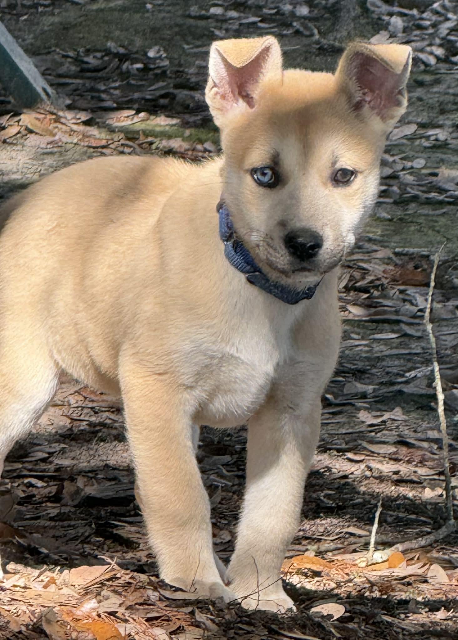 Golly, a ADOPTABLE mixed breed in Southington, CT image 3/6