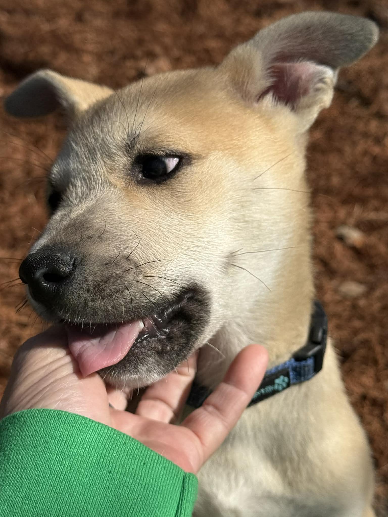 Golly, a ADOPTABLE mixed breed in Southington, CT image 4/6