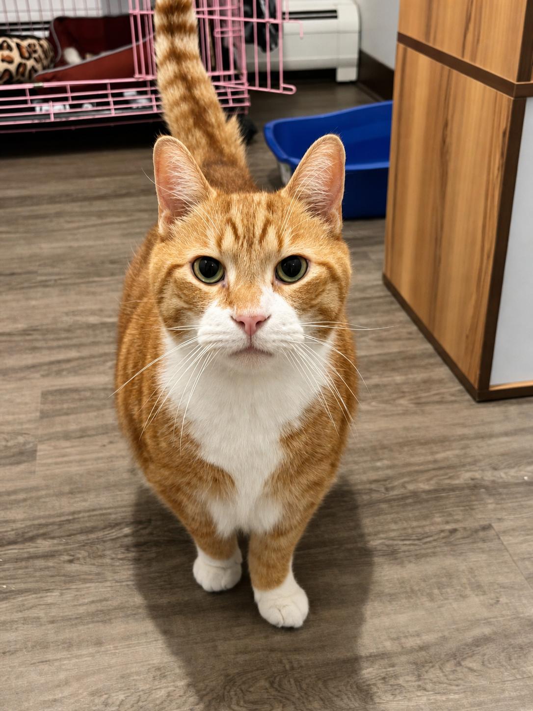 Cabot , ADOPTABLE, Senior Male Domestic Short Hair.