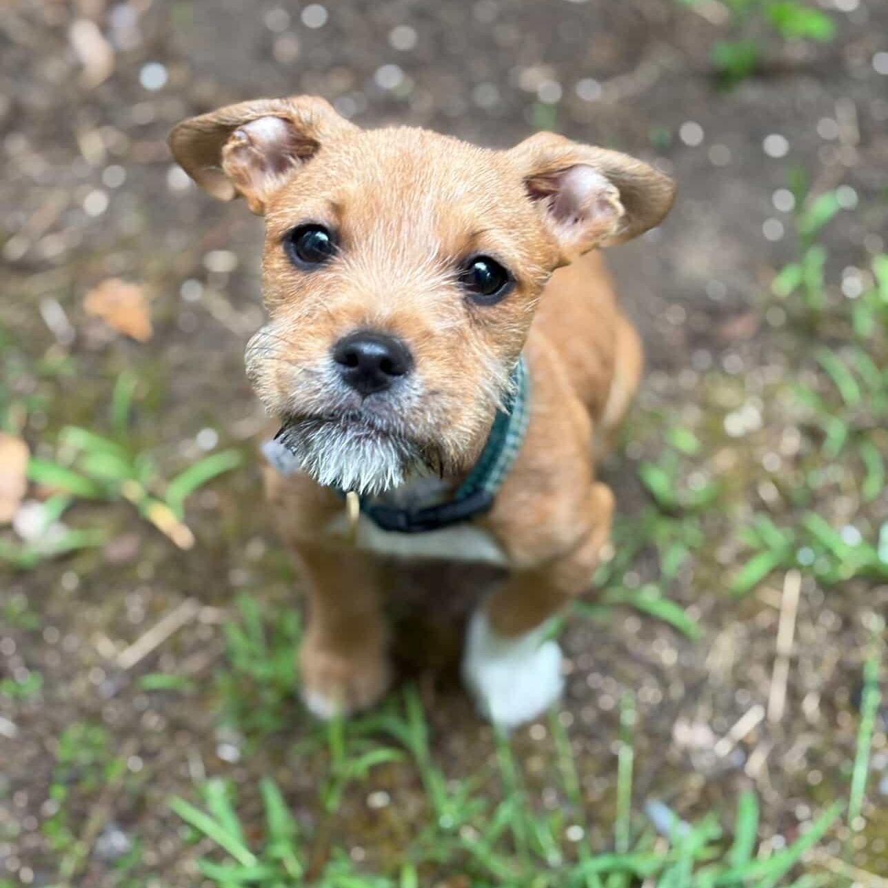 Stanley, Adopted, Puppy Male Terrier.
