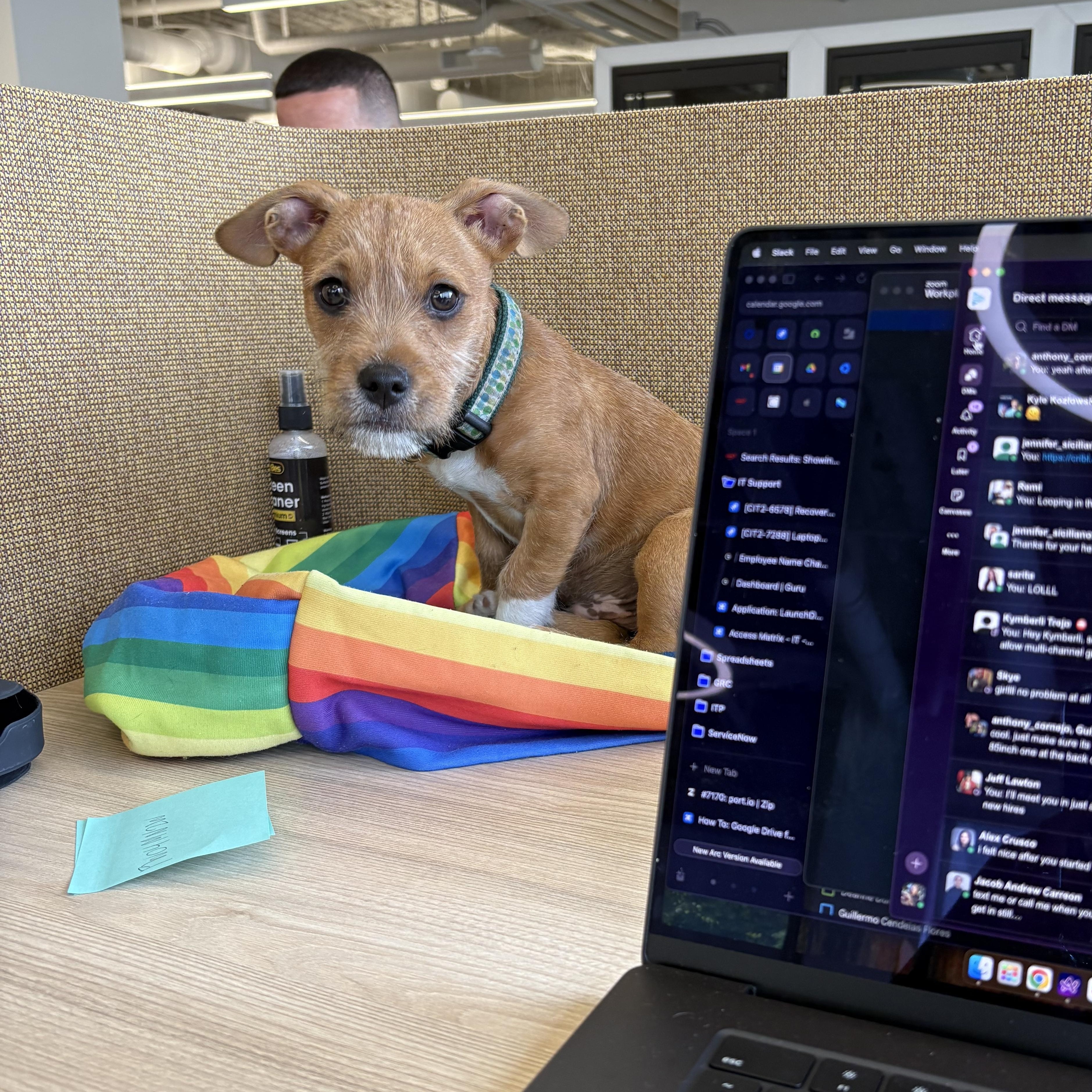 Enlarge Stanley, a Adopted mixed breed in Berkeley, CA image 2/6