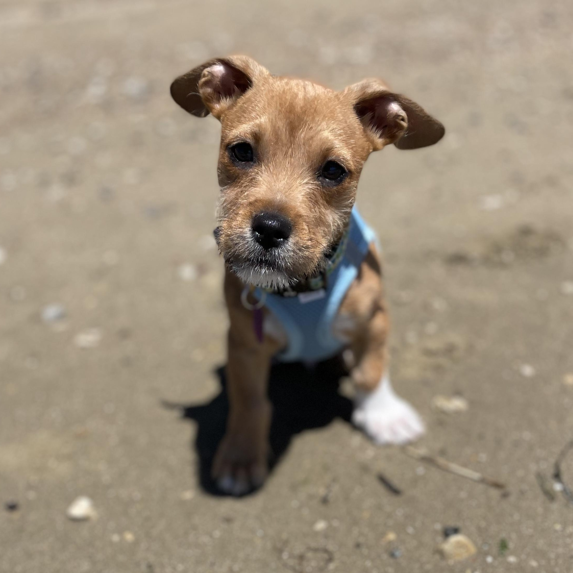 Enlarge Stanley, a Adopted mixed breed in Berkeley, CA image 5/6