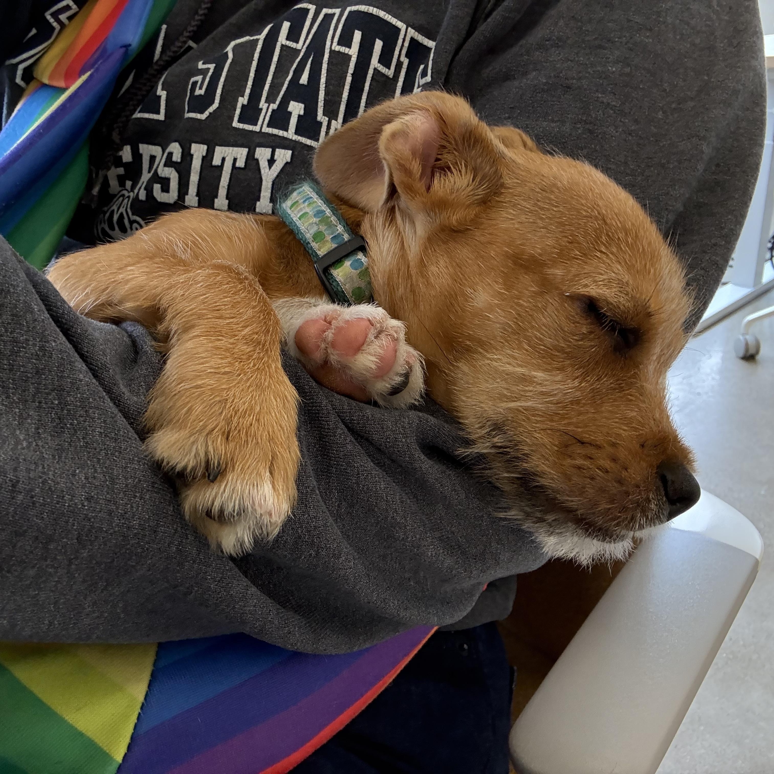 Enlarge Stanley, a Adopted mixed breed in Berkeley, CA image 3/6
