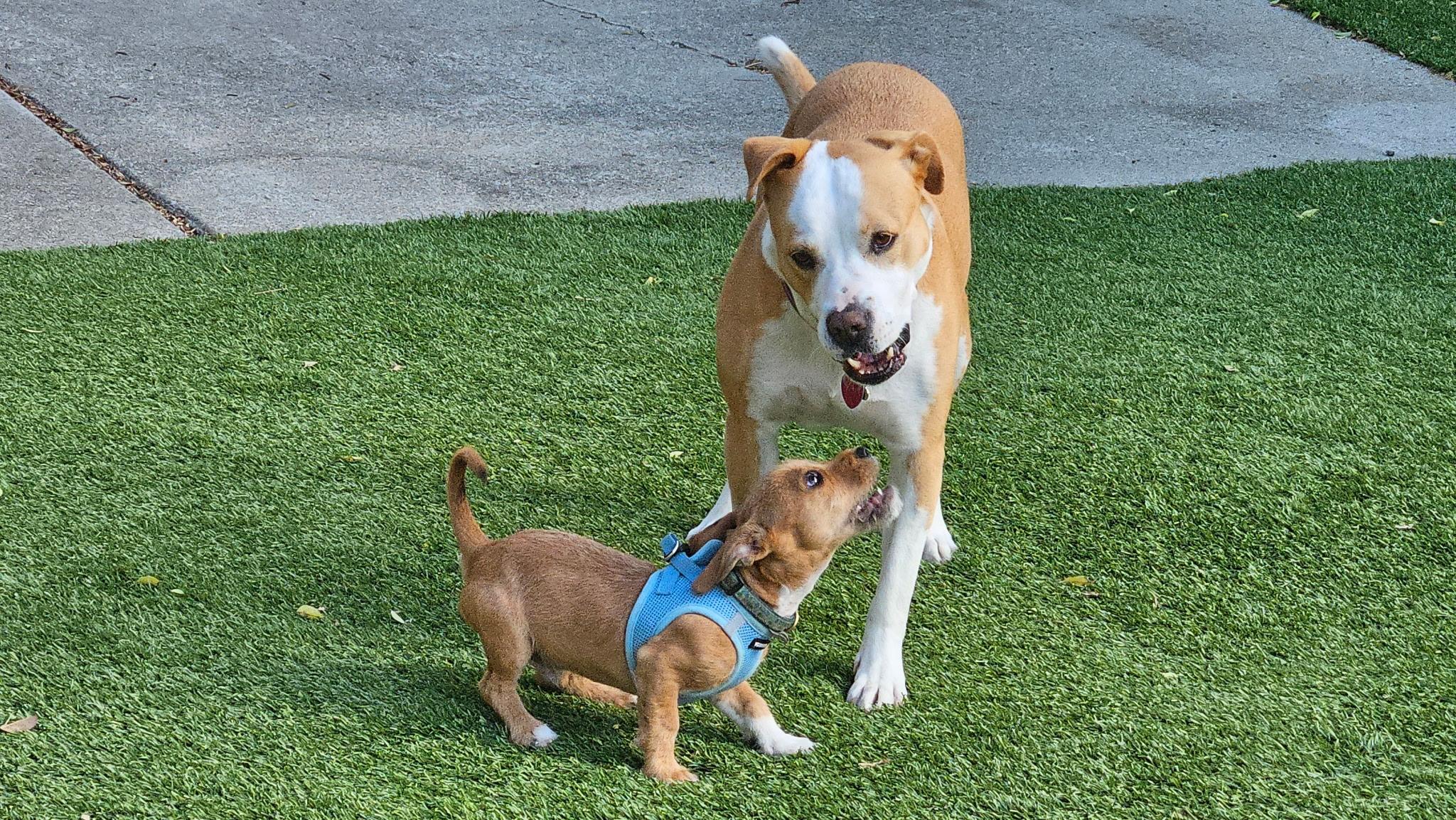 Enlarge Stanley, a Adopted mixed breed in Berkeley, CA image 4/6