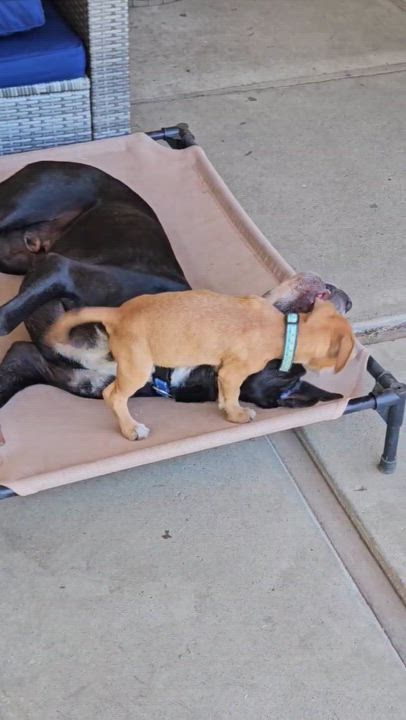 Enlarge Stanley, a Adopted mixed breed in Berkeley, CA video 6/6