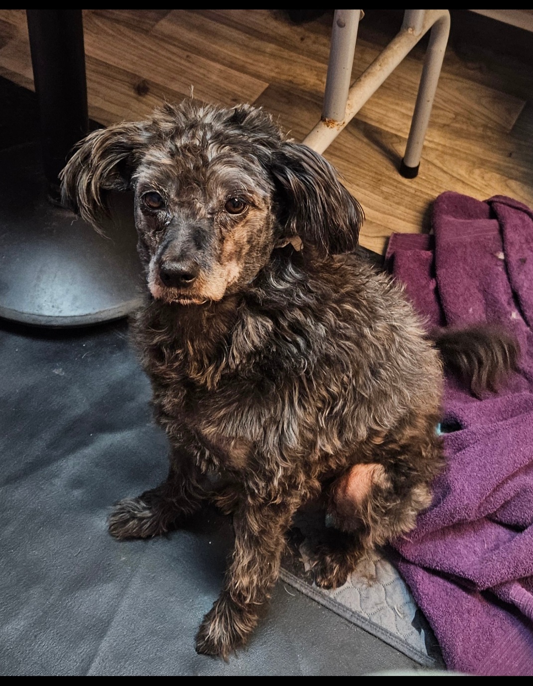 Barkley, Adopted, Adult Male Poodle.