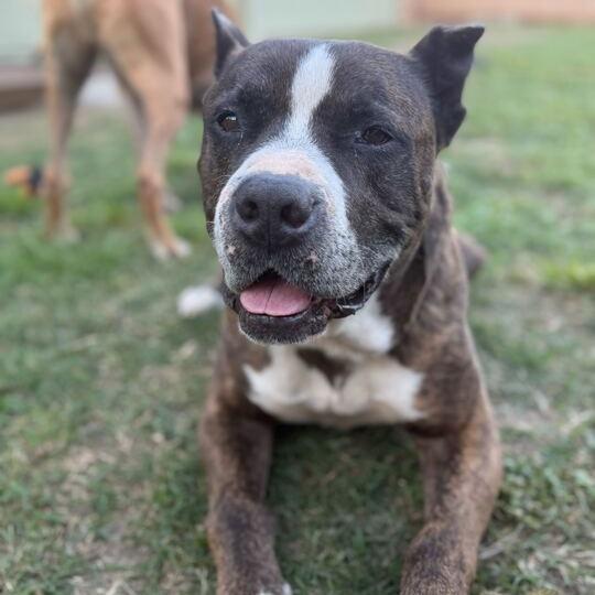 Hank, Adoptable, Senior Male American Staffordshire Terrier & Mixed Breed.