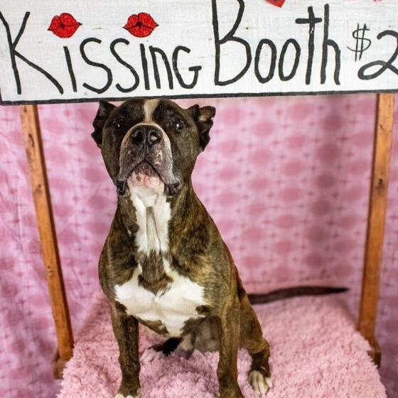 Enlarge Hank, a Adoptable mixed breed in Turlock, CA image 2/6