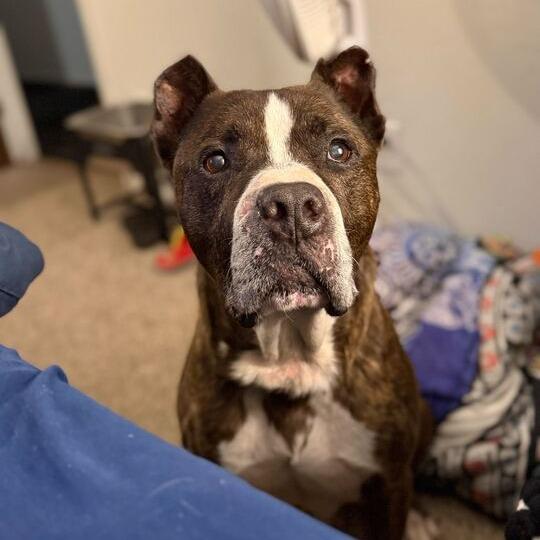 Enlarge Hank, a Adoptable mixed breed in Turlock, CA image 3/6