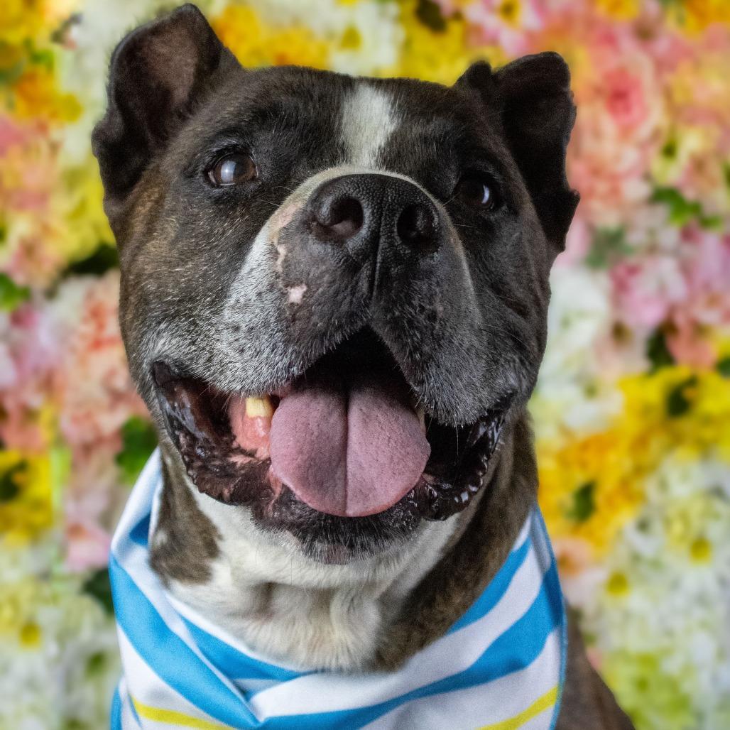 Enlarge Hank, a Adoptable mixed breed in Turlock, CA image 4/6