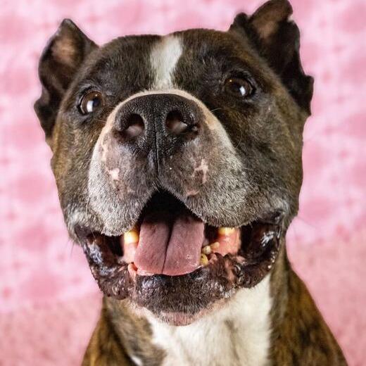 Enlarge Hank, a Adoptable mixed breed in Turlock, CA image 5/6