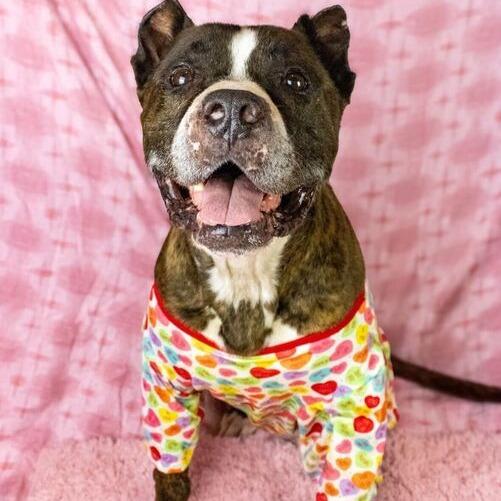 Enlarge Hank, a Adoptable mixed breed in Turlock, CA image 6/6