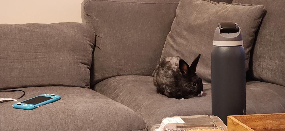 Eclipse (Bonded to Sena), a Adoptable Dutch in Longwood, FL image 2/4