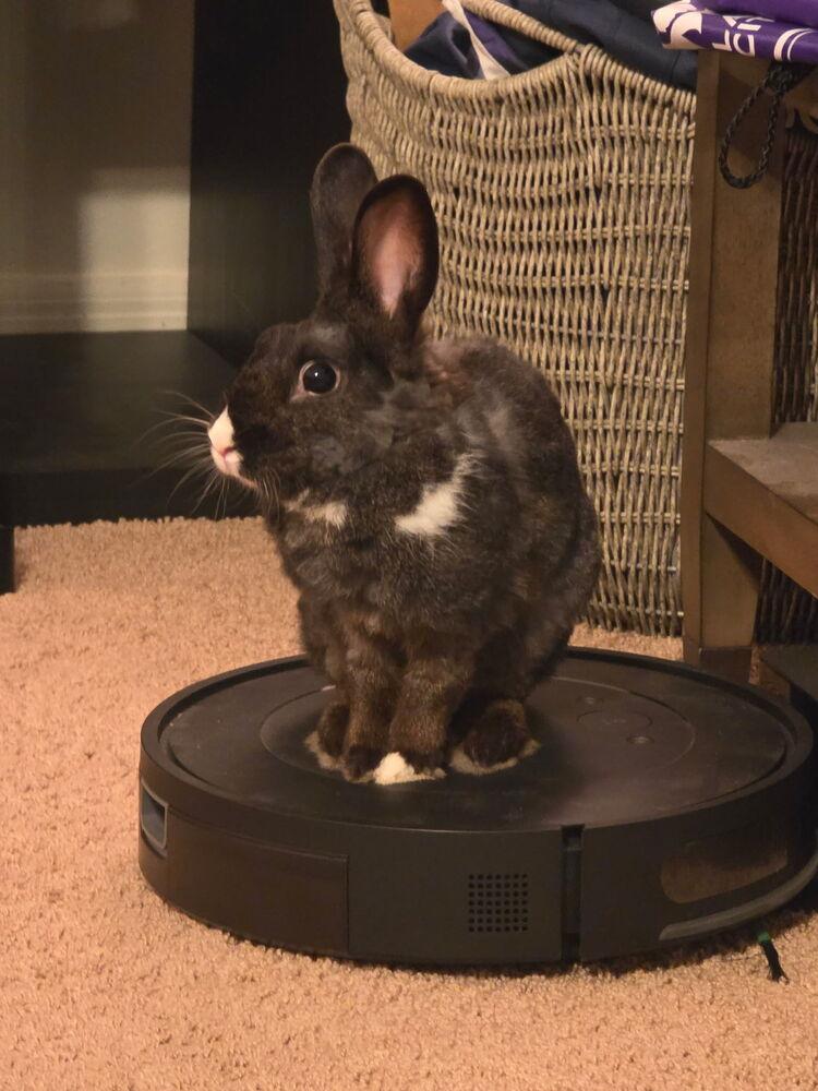 Eclipse (Bonded to Sena), a Adoptable Dutch in Longwood, FL image 4/4