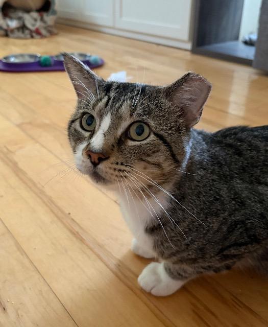 Beefcake, Adoptable, Young Male Domestic Short Hair.