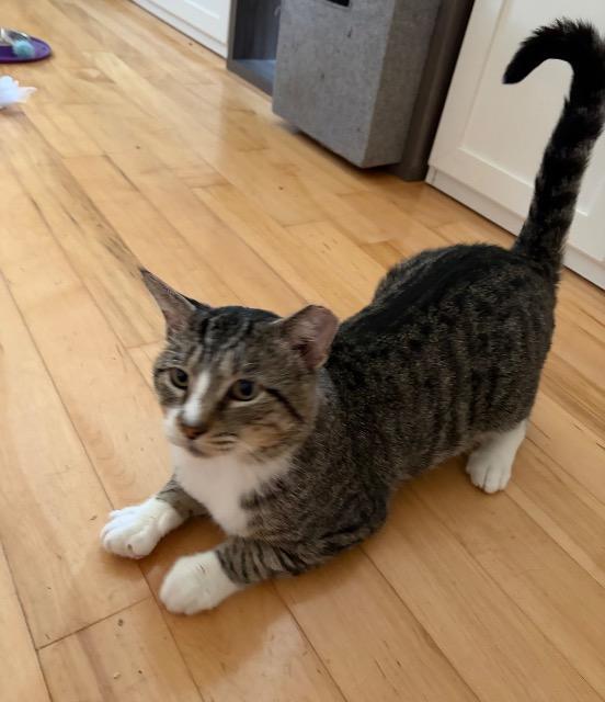 Enlarge Beefcake, a Adoptable mixed breed in Pawtucket, RI image 2/5