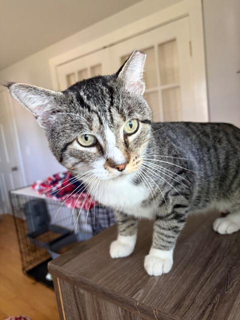 Enlarge Beefcake, a Adoptable mixed breed in Pawtucket, RI image 4/5