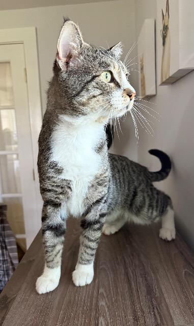 Enlarge Beefcake, a Adoptable mixed breed in Pawtucket, RI image 5/5