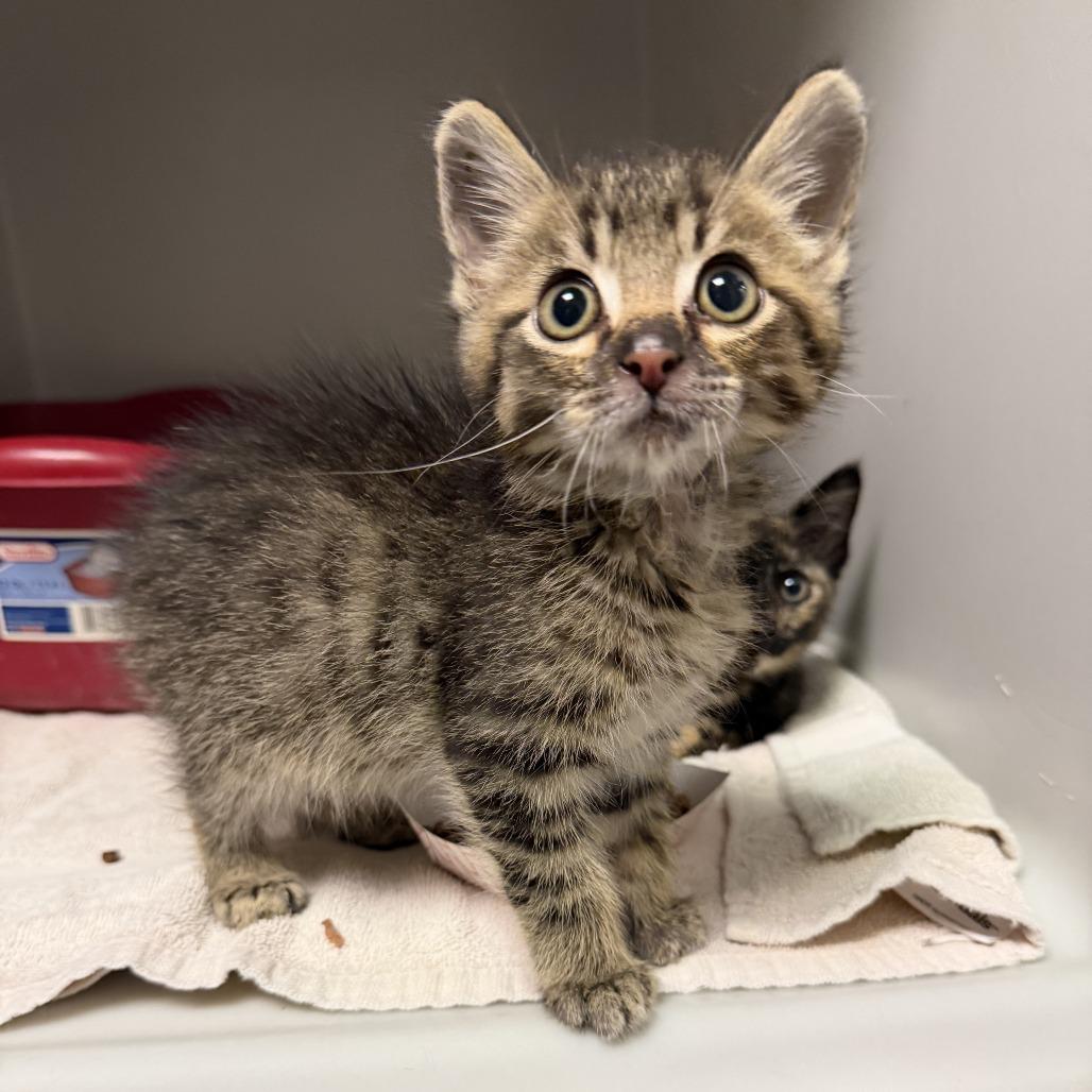 Bug, Adoptable, Kitten Male Domestic Short Hair.
