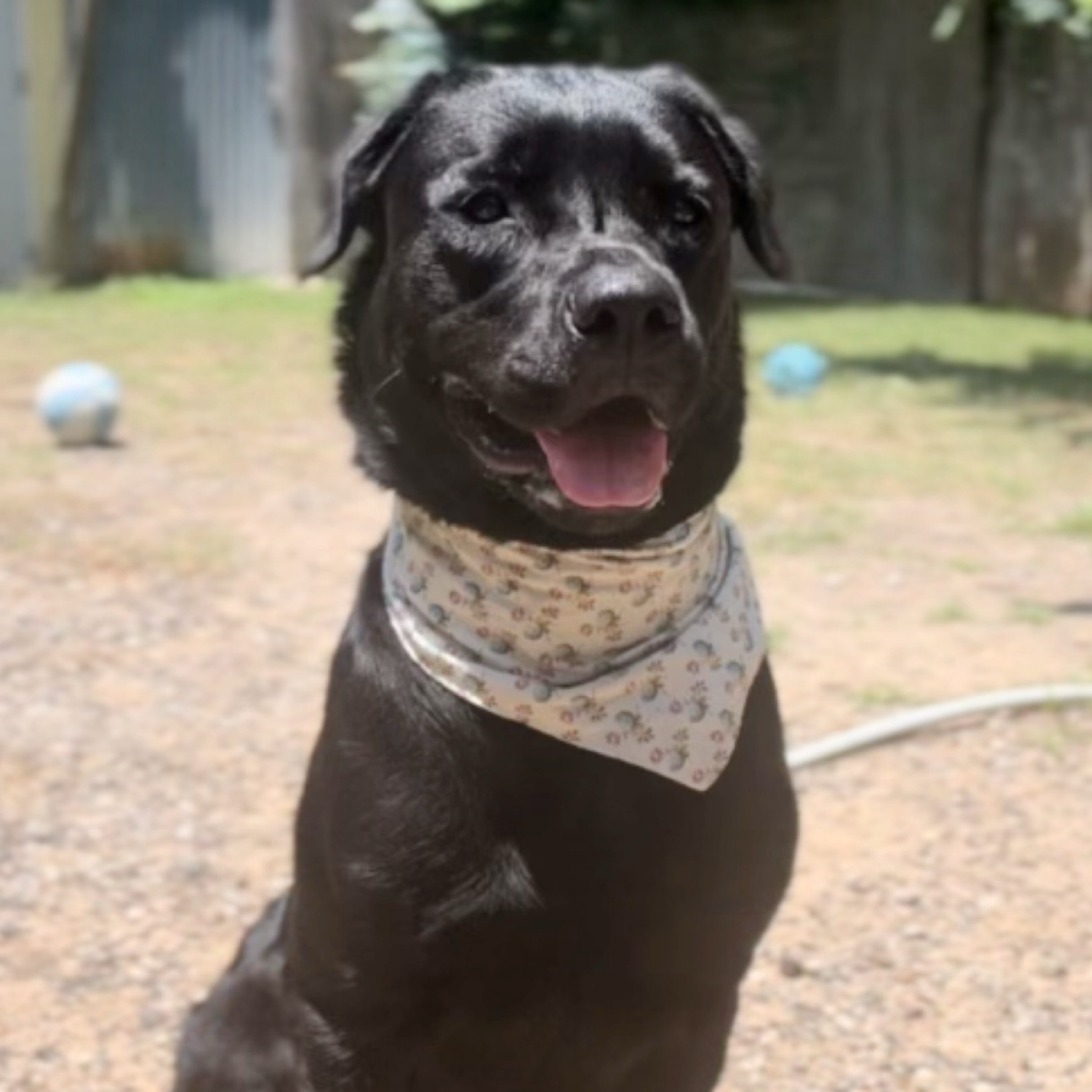 Coda, an adoptable Black Labrador Retriever in Kingwood, TX, 77325 | Photo Image 2