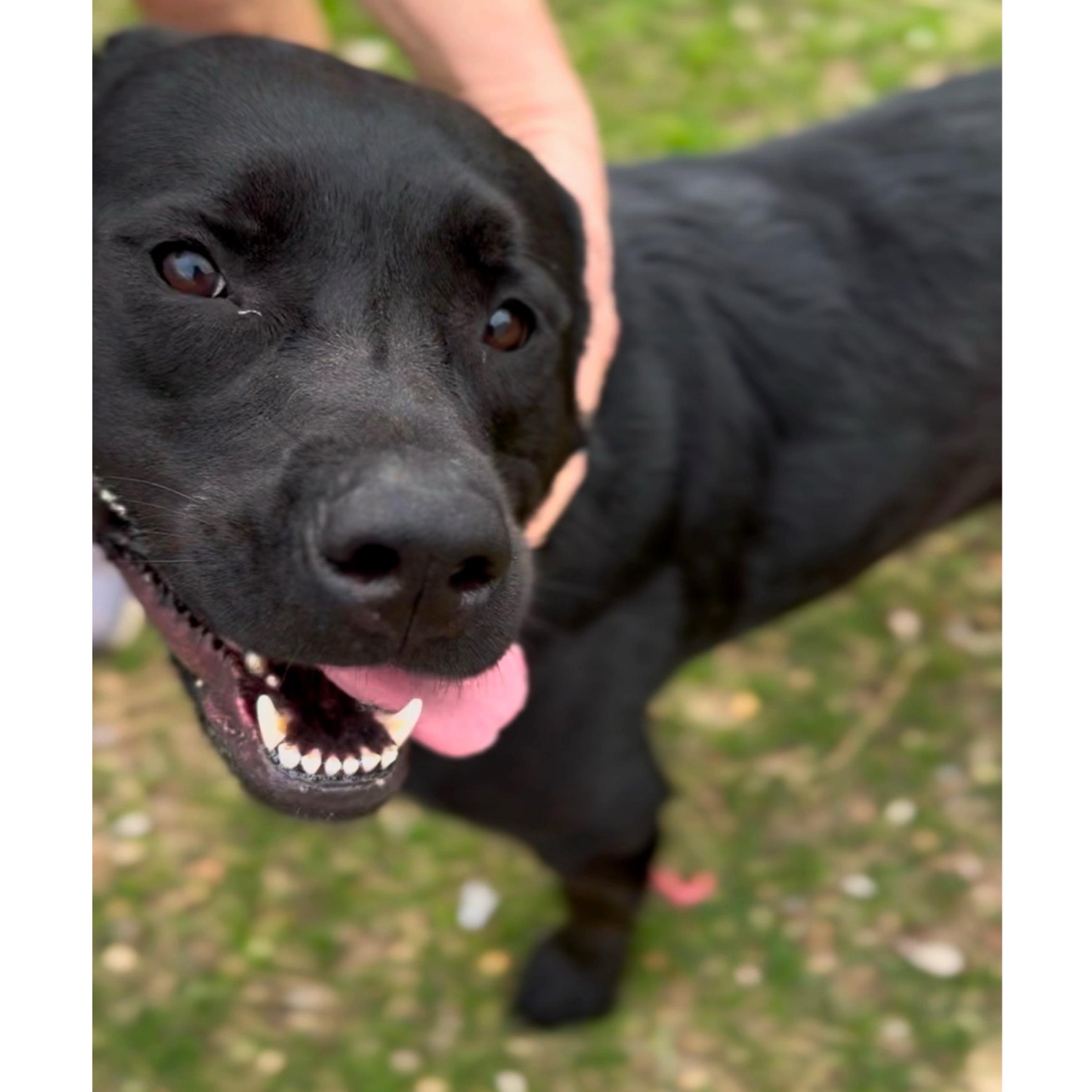 Coda, Adult Female Black Labrador Retriever