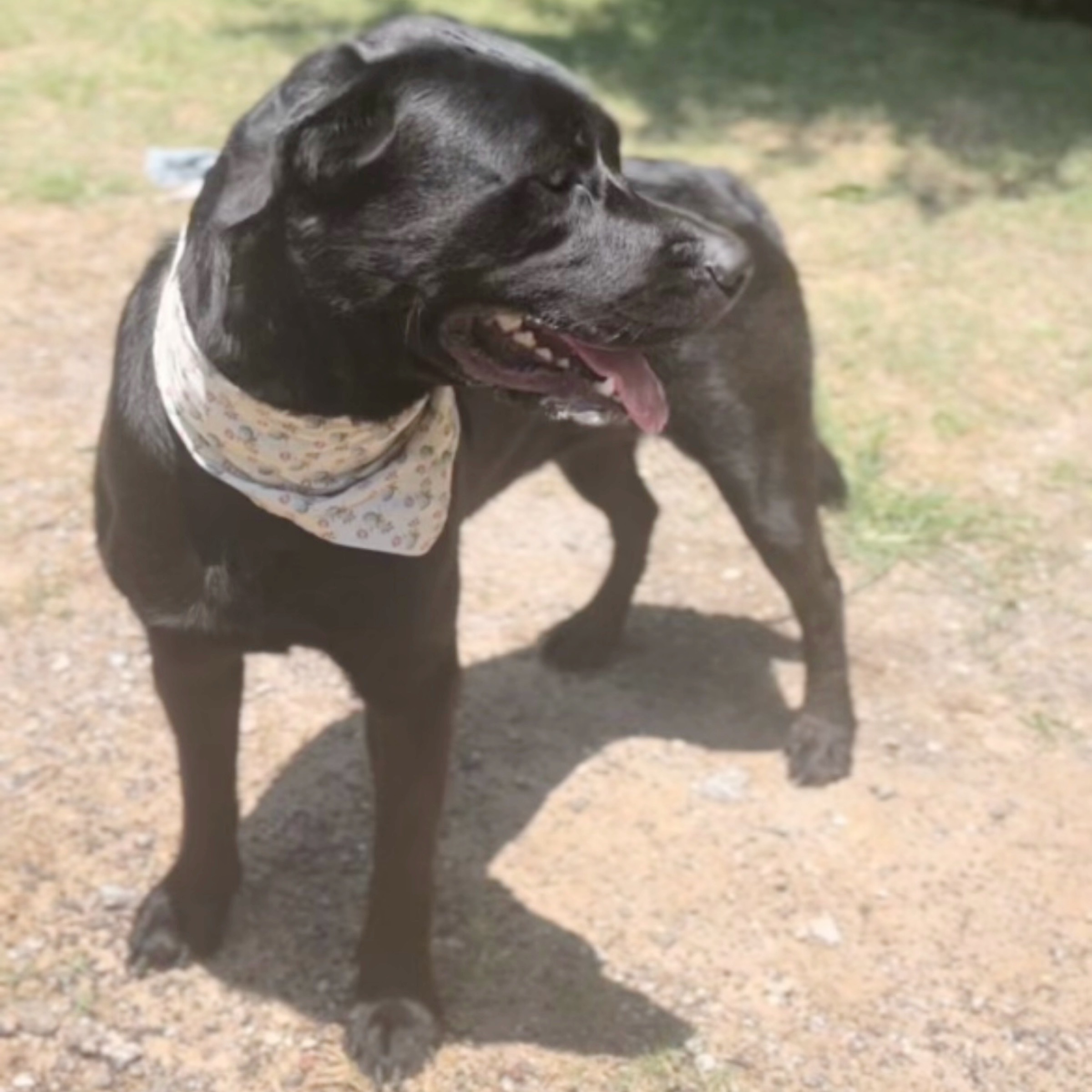 Coda — thumbnail 4